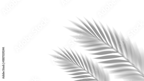 Overlay shadow of realistic tropical palm leaves on transparent background. Black and white coconut leaf and branches blur shadow overlay effect summer decorative element design. Vector illustration.