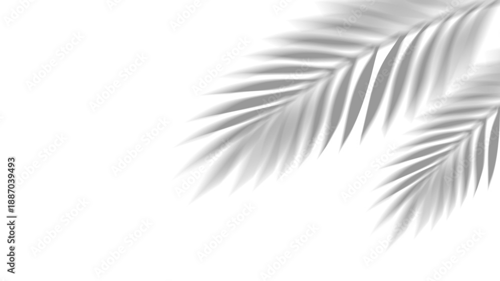 Fototapeta premium Overlay shadow of realistic tropical palm leaves on transparent background. Black and white coconut leaf and branches blur shadow overlay effect summer decorative element design. Vector illustration.