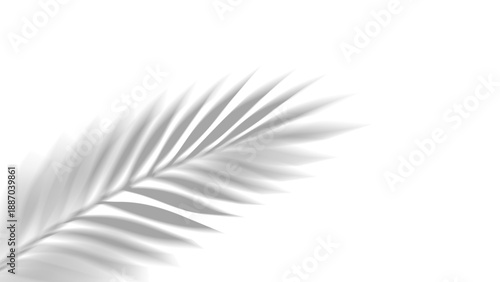 Overlay shadow of realistic tropical palm leaves on transparent background. Black and white coconut leaf and branches blur shadow overlay effect summer decorative element design. Vector illustration.