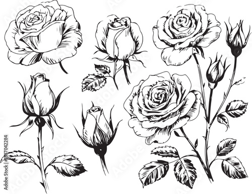 rose style line art six blossom and bud designs
