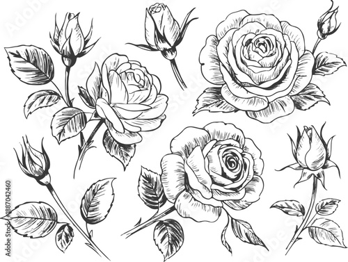 rose botanical line art six blooms and buds vector set