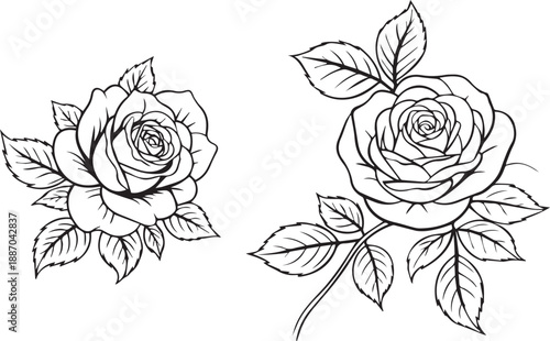 rose botanical illustration line art rose drawing