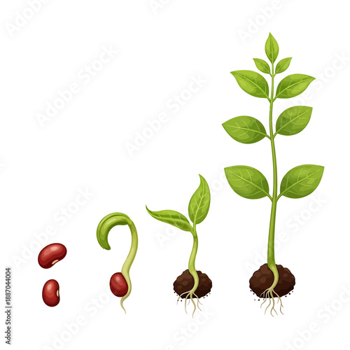 Plant Growth Stage Vector – Bean to Seedling to Mature Plant Life Cycle Illustration with Soil and Roots

