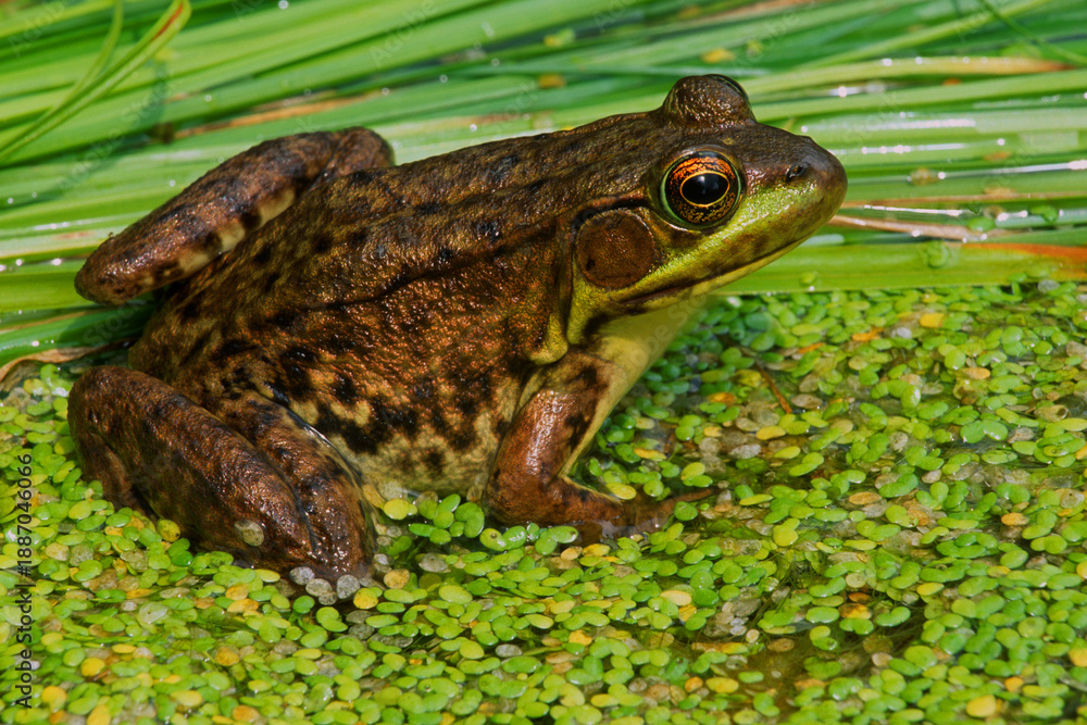 Obraz premium Green frog, Lithobates clamitans.