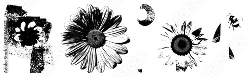 Black and White & Insect Vector Silhouettes with Halftone Texture