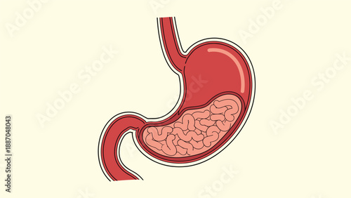 Detailed anatomical illustration of the human stomach showing the internal structure and digestive system on a light background.