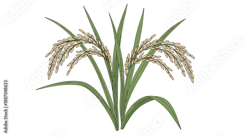 Detailed illustration of golden rice stalks with heavy ears of grain ready for harvest, representing agriculture, farming, and food source.