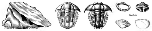 Prehistoric Trilobite and Marine Illustrated in Vintage Engraving Style