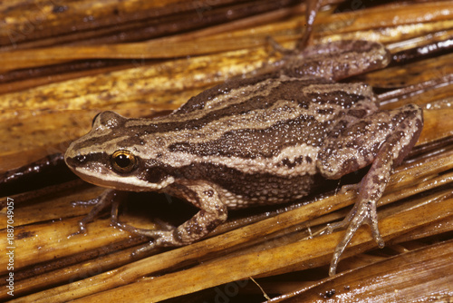 Boreal chorus frog, Pseudacris maculata on wetland vegetation.