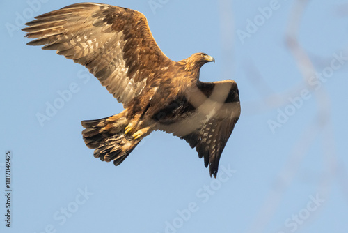 Aquila reale ( Aquila chrysaetos )