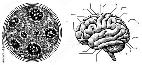 Brain Anatomy Diagram with Microbial Colony