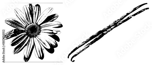 Black and White Daisy Flower and Vanilla Bean Vector Illustration