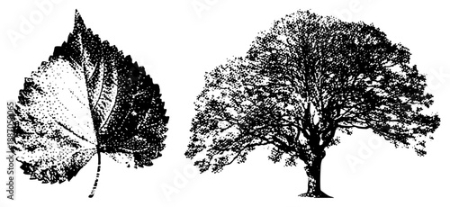 Vintage Halftone Illustration of Leaf and Mature Tree