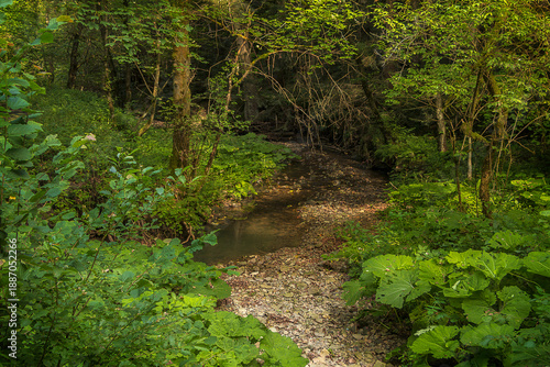 A path in the forest among trees and burdock thickets. Summer landscape