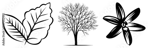 Three Nature Leaves, Bare Tree, and Flower in Black Art