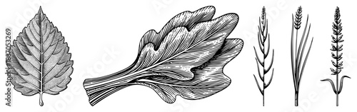 Botanical Leaf and Grass Illustrations in Detailed Art