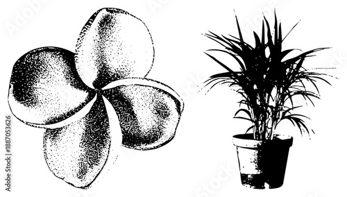 Black and White Halftone Illustration of Plumeria Flower and Potted Plant