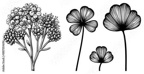 Hand Drawn Botanical Illustration of Flowers and Ginkgo Leaves in Black and White