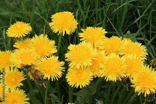 bright colors of early spring