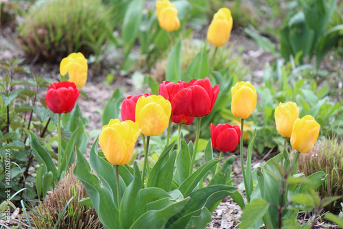 bright colors of early spring