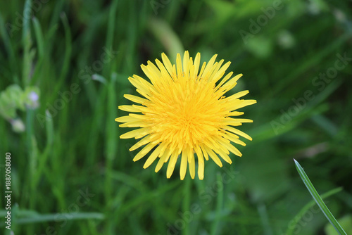 bright colors of early spring