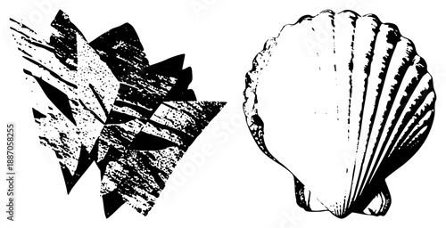 Starfish and Scallop Marine Life Illustration