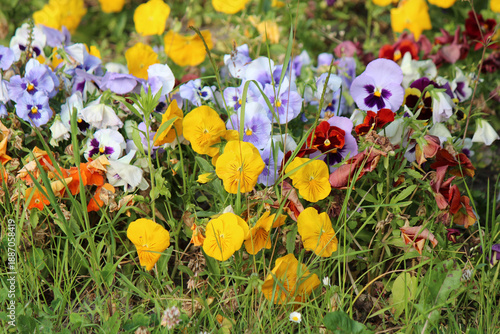 bright colors of early spring