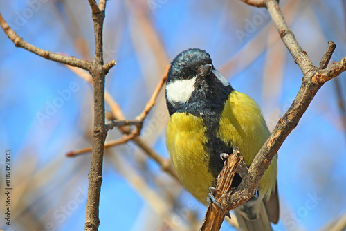 a bullfinch basks in the spring sun