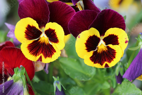 bright colors of early spring