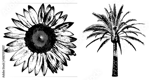Sunflower and Palm Tree Vector Illustration in Black and White