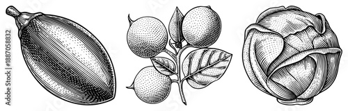 Vintage Engraved Illustration of Eggplant, Citrus Branch, and Cabbage