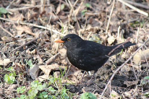 a rook searches for food among fallen leaves