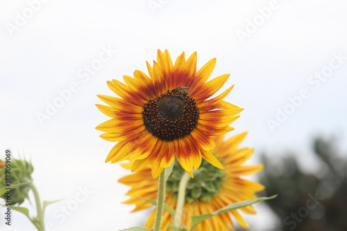 bright colors of early spring