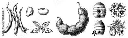 Vintage Botanical Illustration of Beans, Leaves, Honeycomb, and Flowers
