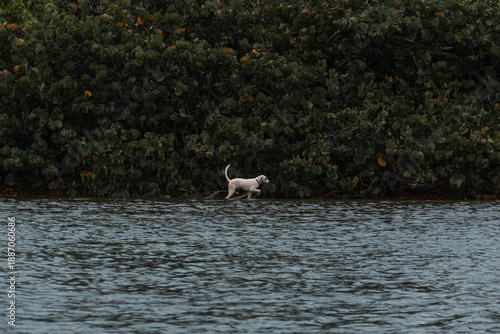 dog in beach
