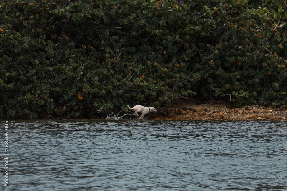 Fototapeta premium dog running in beach