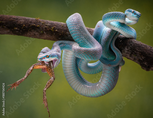 View of two blue insularis pit vipers coiled on a branch. One has its mouth agape, seizing a frog in a dramatic display of nature's raw power, Batam, Indonesia.