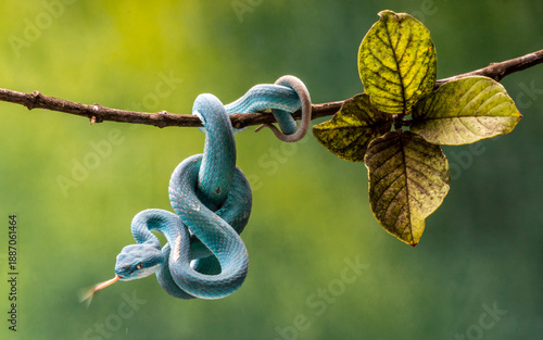 View of a vibrant blue insularis pit viper coiled tightly on a slender branch, its forked tongue flicking against a backdrop of blurred green foliage, Batam, Indonesia.