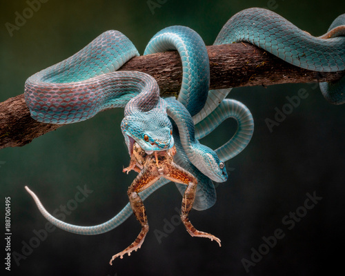 View of two venomous blue insularis vipers, coiled on a branch, their scales shimmering. One captured a frog in a deadly dance of survival, Batam, Batam, Indonesia.