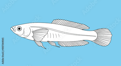 Detailed black and white line drawing of a slender fish profile swimming gracefully against a solid light blue background.