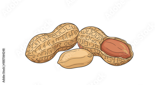 Close up illustration of three peanuts including two in their textured brown shells and one single shelled nut.