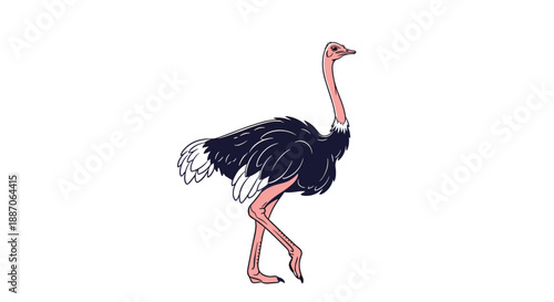 Large ostrich walks with a steady gait across a white background, showing its long neck and feathered body in a detailed drawing.