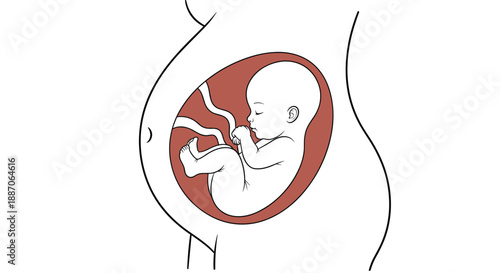Anatomical illustration of a fetus inside a pregnant woman's womb showing the baby's position and umbilical cord connection.