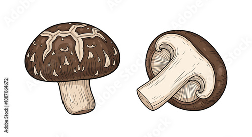 Detailed illustration of a whole brown shiitake mushroom alongside a vertical cross-section showing its internal structure.