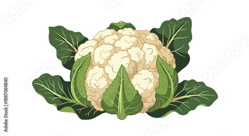 Fresh whole cauliflower head surrounded by large crisp green leaves shown against a clean white background for healthy cooking.