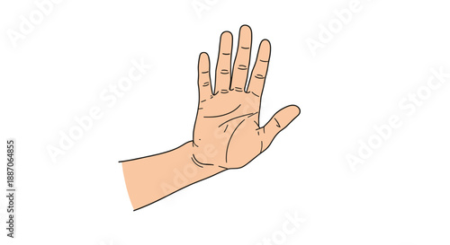 Realistic illustration of a human hand with the palm facing forward and fingers spread open against a white background.