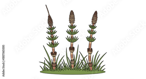Three green horsetail plants growing in a patch of grass represented in a detailed botanical illustration style.