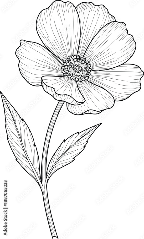 Fototapeta premium Hand drawn white flower illustration isolated on a white background with a simple floral sketch design