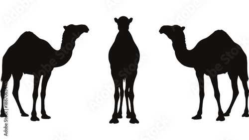 Three black camel silhouettes standing on a white background