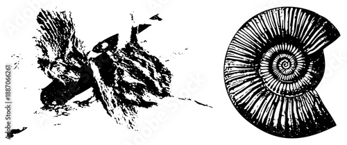 Ancient Ammonite and Rock Specimen